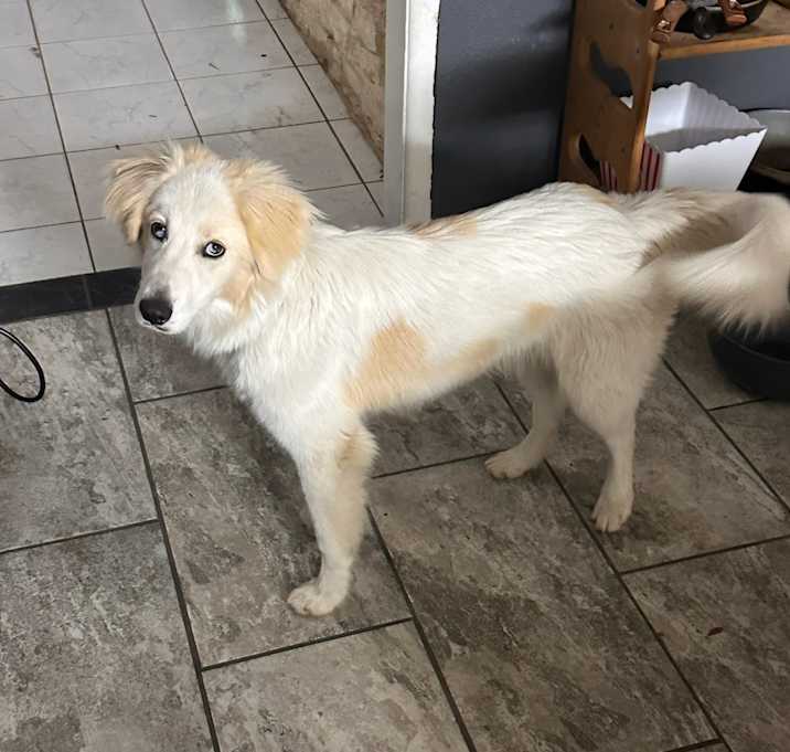 Photo of Milo