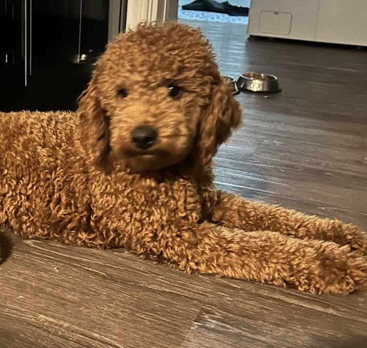 Photo of Charlie