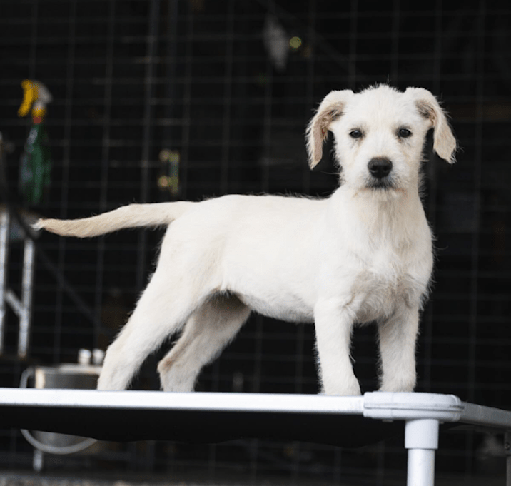 Photo of Snowflake