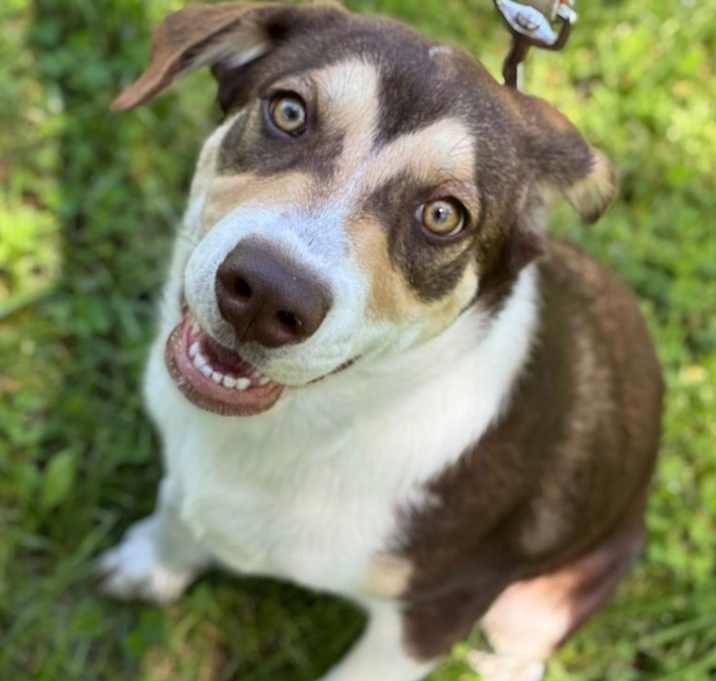 Photo of Copper