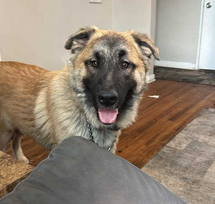 Photo of Koda