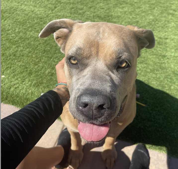 Photo of Honey
