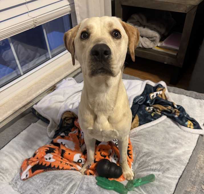 Photo of Louie