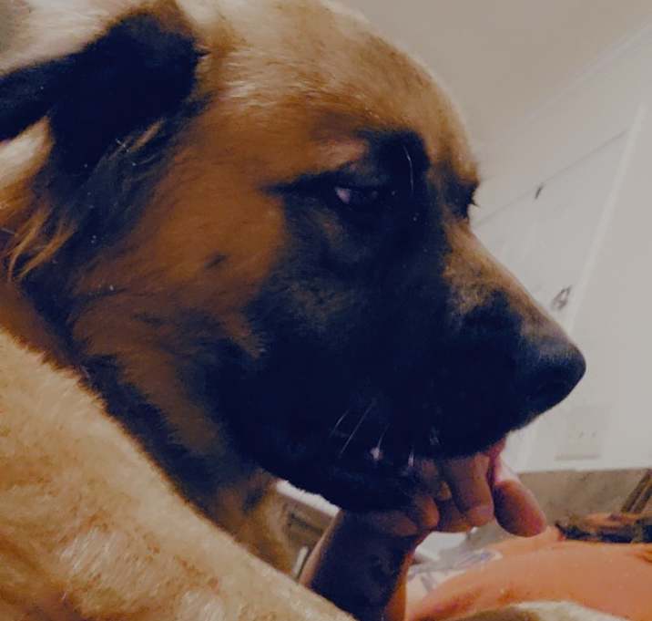 Photo of Teddy
