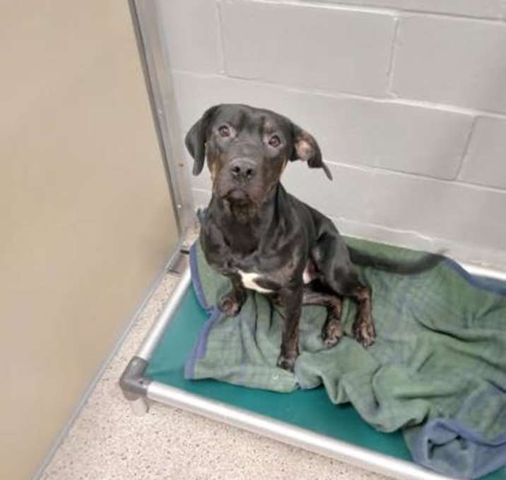 Photo of Dozer