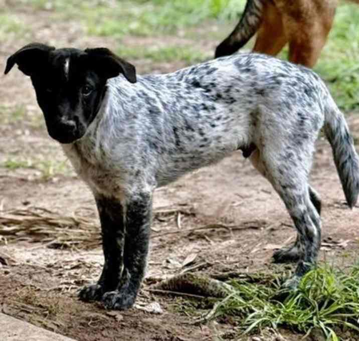 Photo of Boots - Beautiful Pup!!