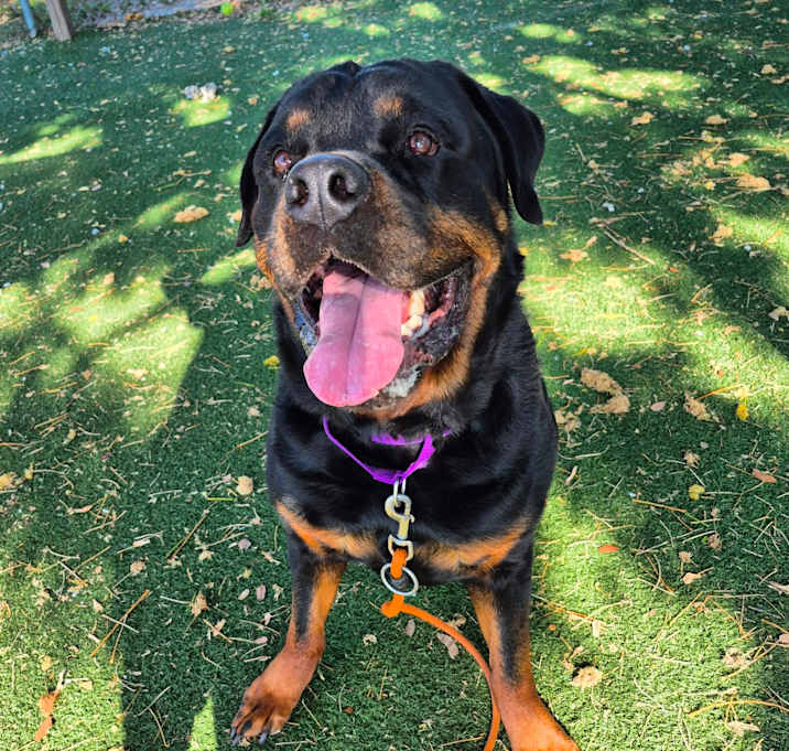 Photo of Dozer