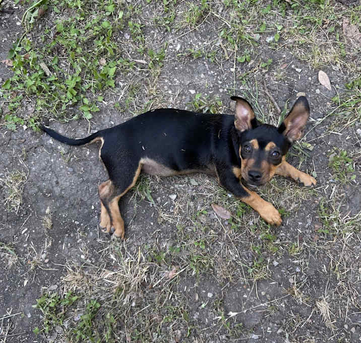 Photo of Rusty