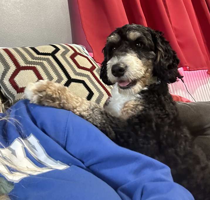 Photo of Lapdog Henry 34 lbs