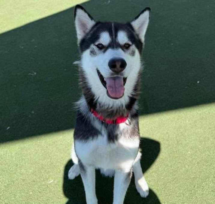 Photo of DASH