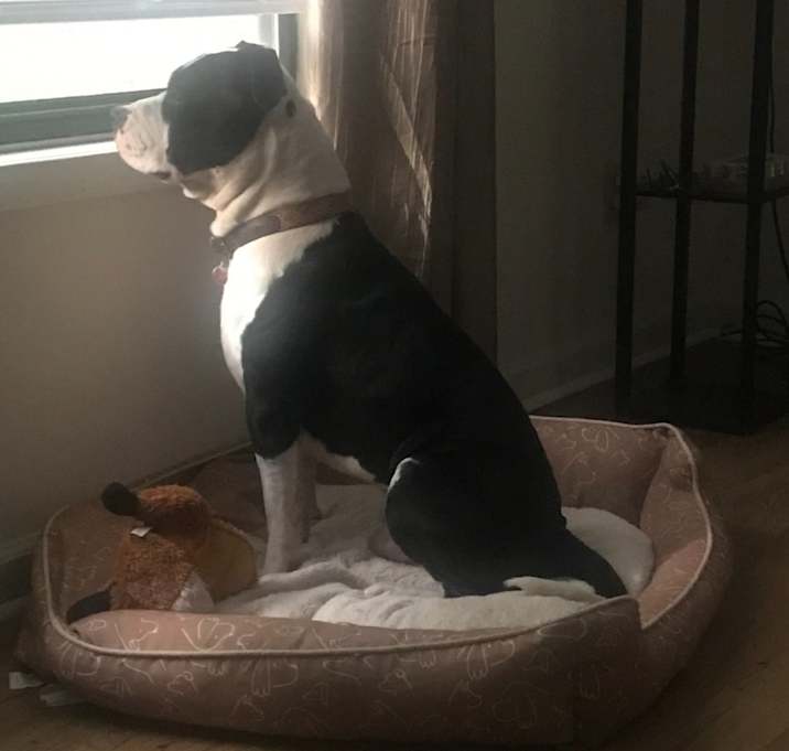 Photo of Penny