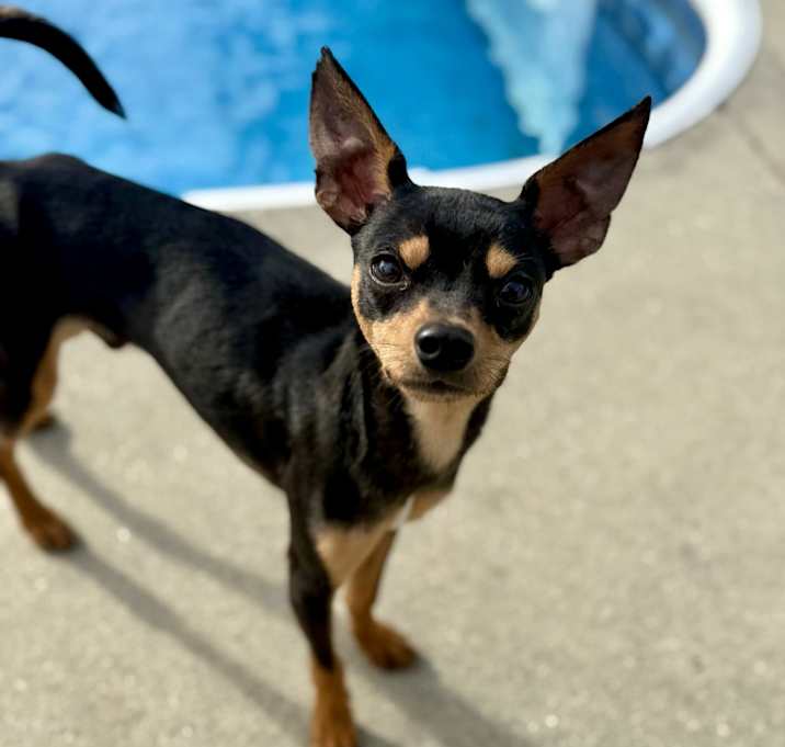 Photo of Nacho