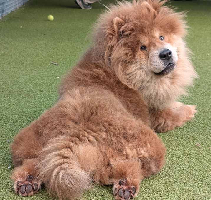 Photo of Barkley