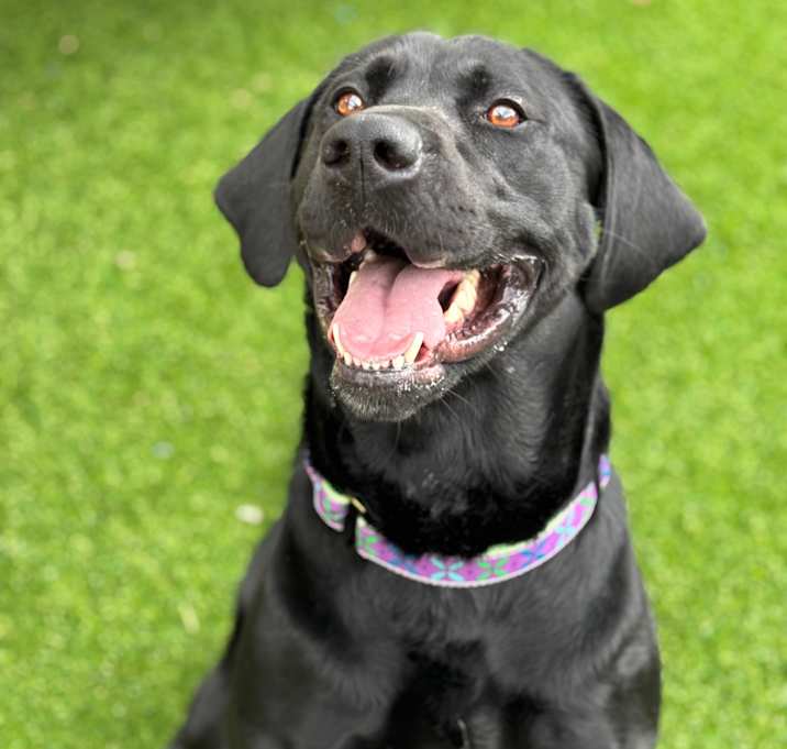Photo of Sadie