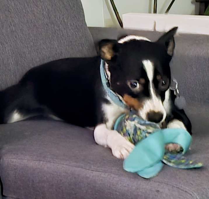 Photo of Bodhi