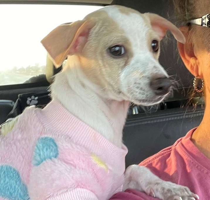 Photo of Piglet