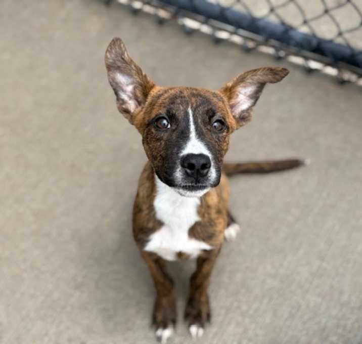 Photo of CLYDE