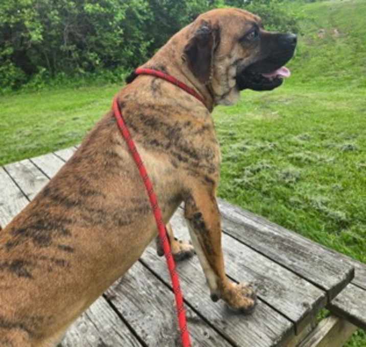 Photo of Jester