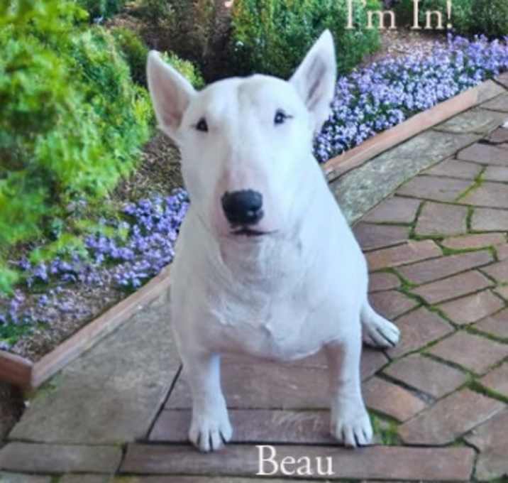 Photo of Beau