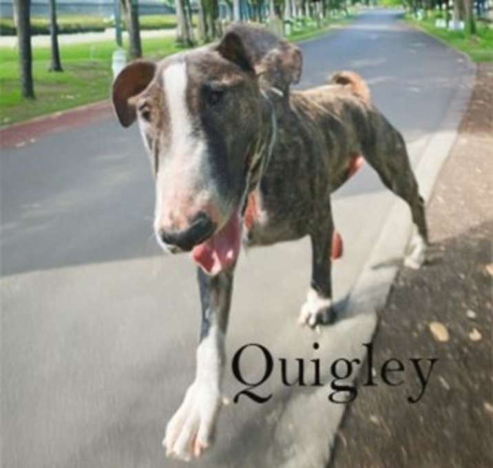 Photo of Quigley
