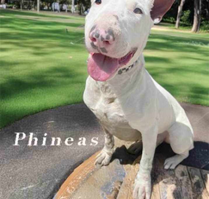 Photo of Phineus