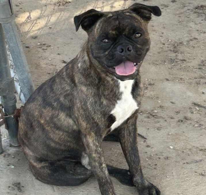 Photo of Dusty