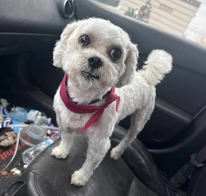 Photo of Harley