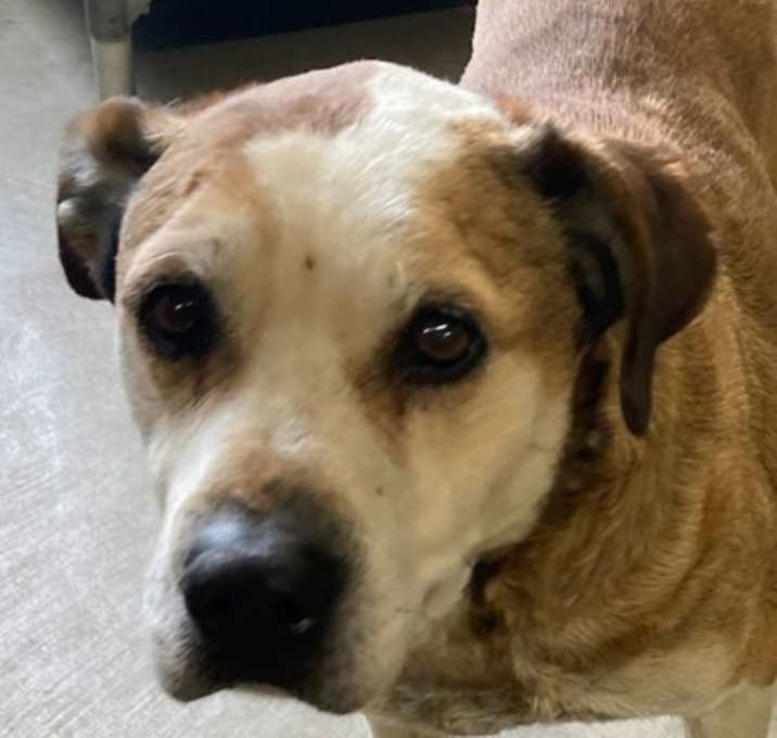 Photo of Jackson Rd Dog