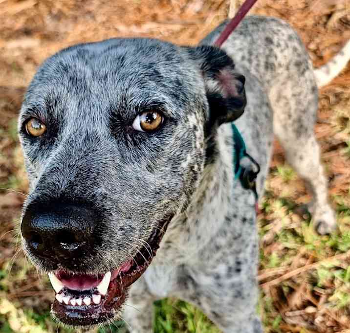 Photo of Tahoe - Beautiful Boy!