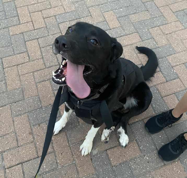 Photo of Daisy