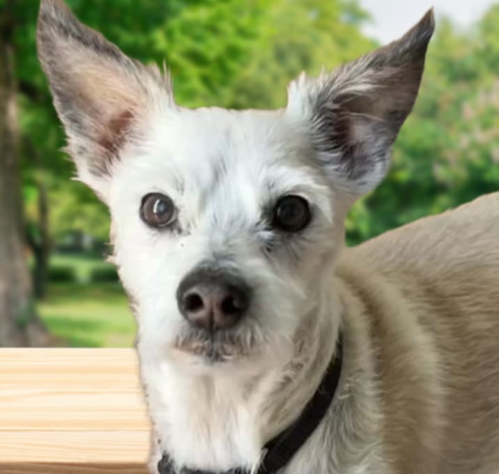 Photo of Benji