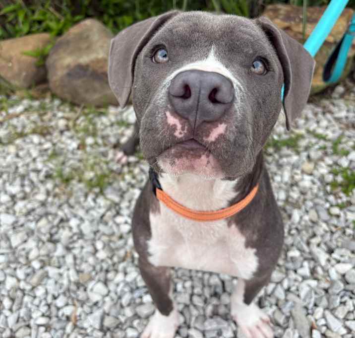 Photo of Brutus