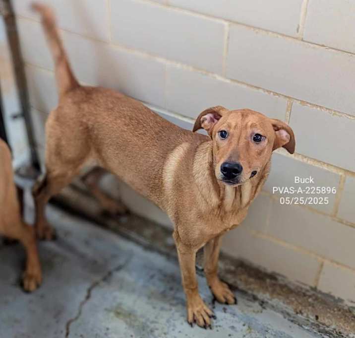 Photo of Buck