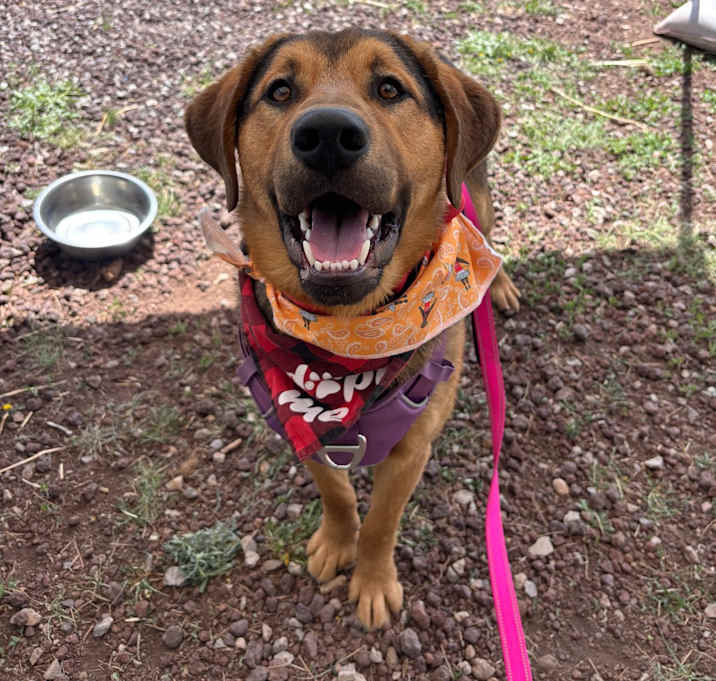 Photo of Bread - Loves Dogs & People