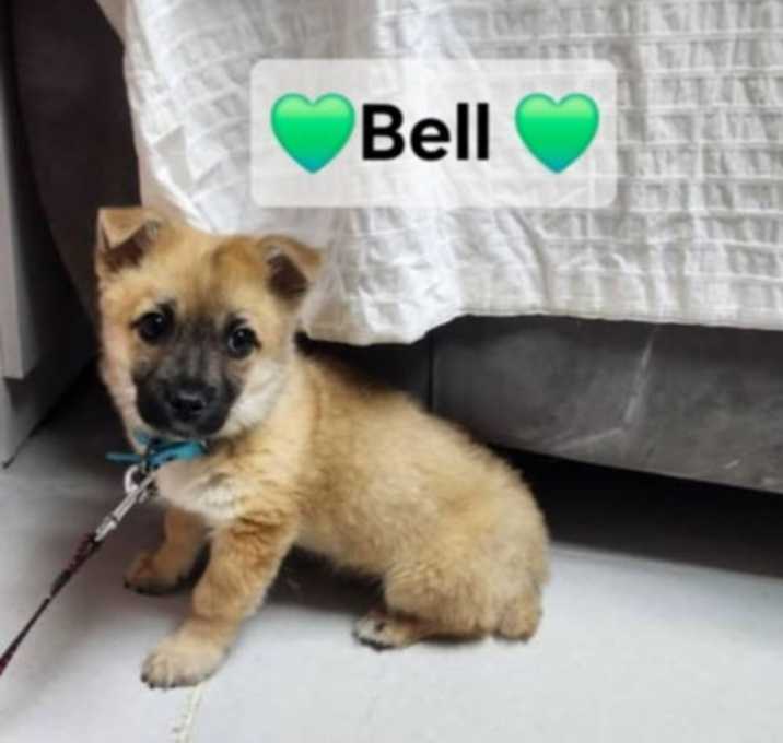Photo of BELLO