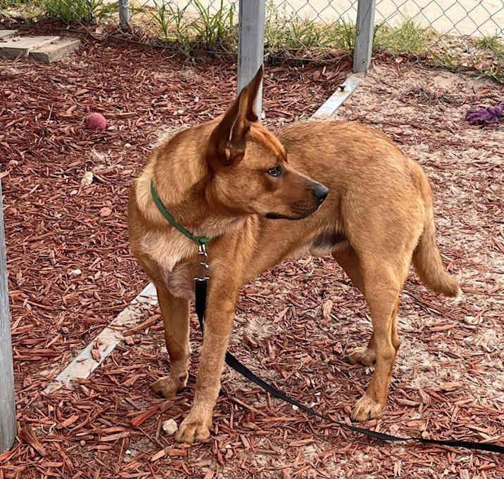 Photo of Scout