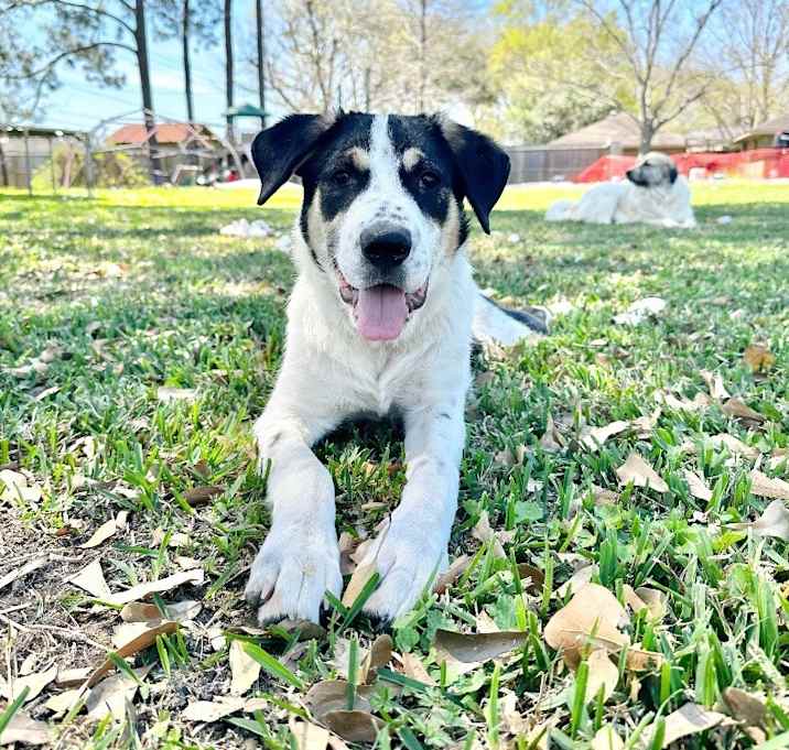 Photo of Lacy Loveypup