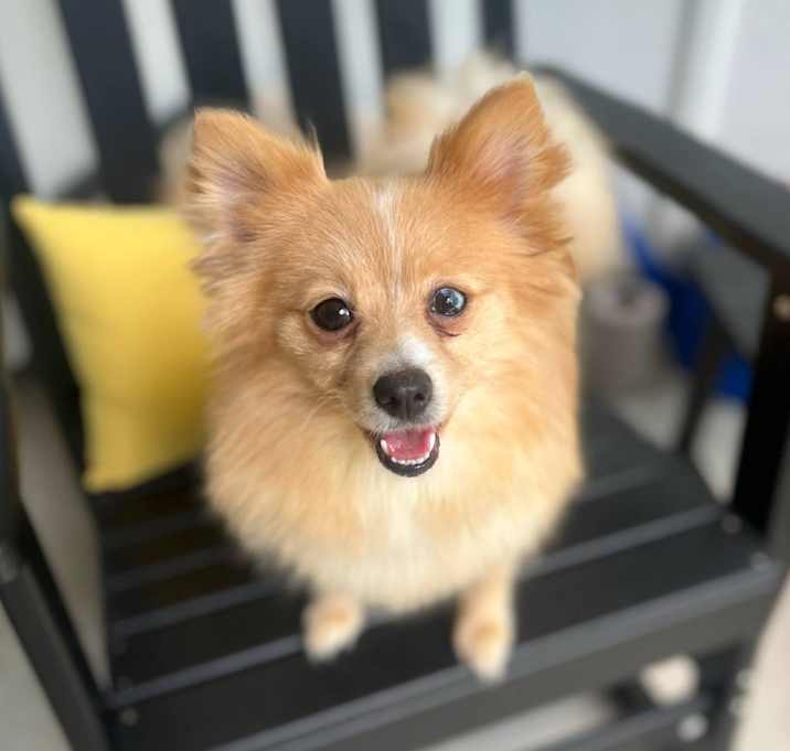 Photo of Scarlett