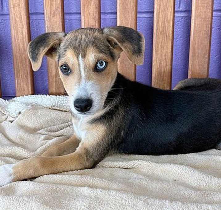 Photo of **CLYDE**