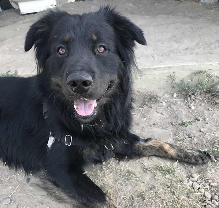 Photo of Bosco