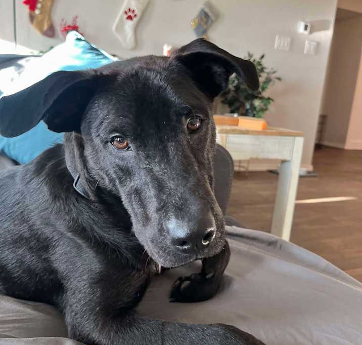 Photo of Bruno