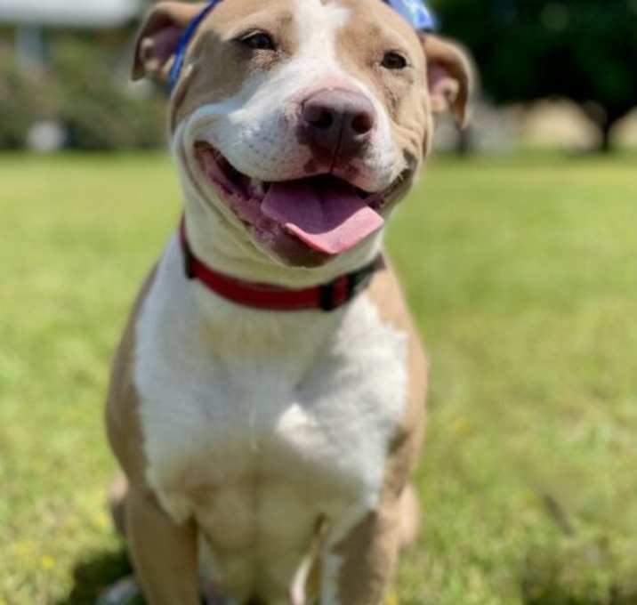 Photo of Stella