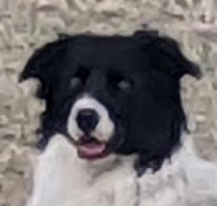 Photo of Ollie