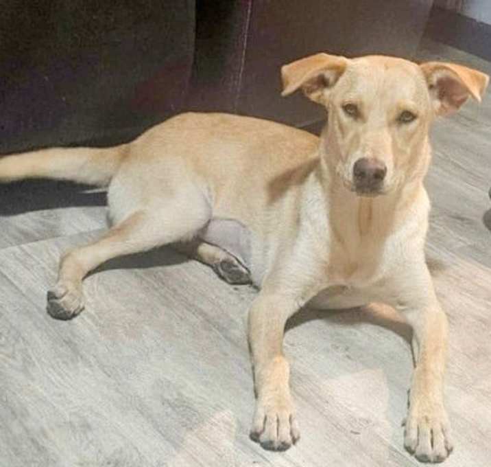 Photo of **RUBY**
