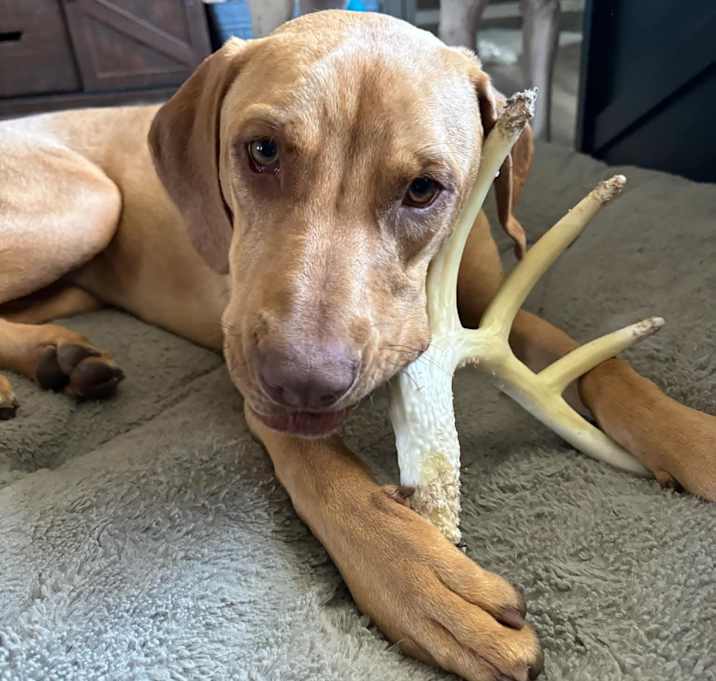 Photo of Honey