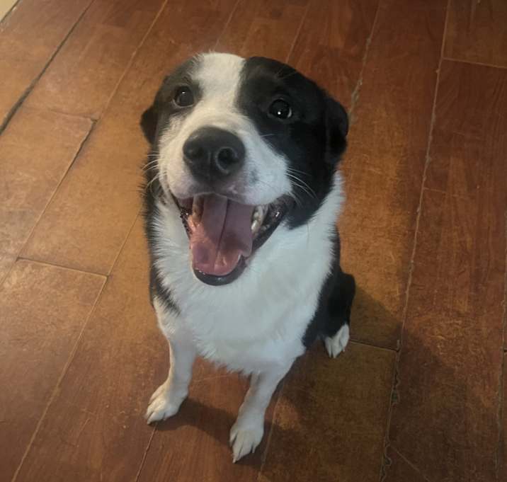 Photo of Rocky