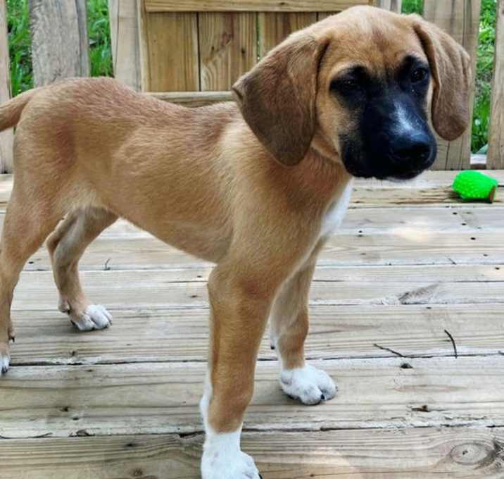 Photo of PUPPY MOLLY