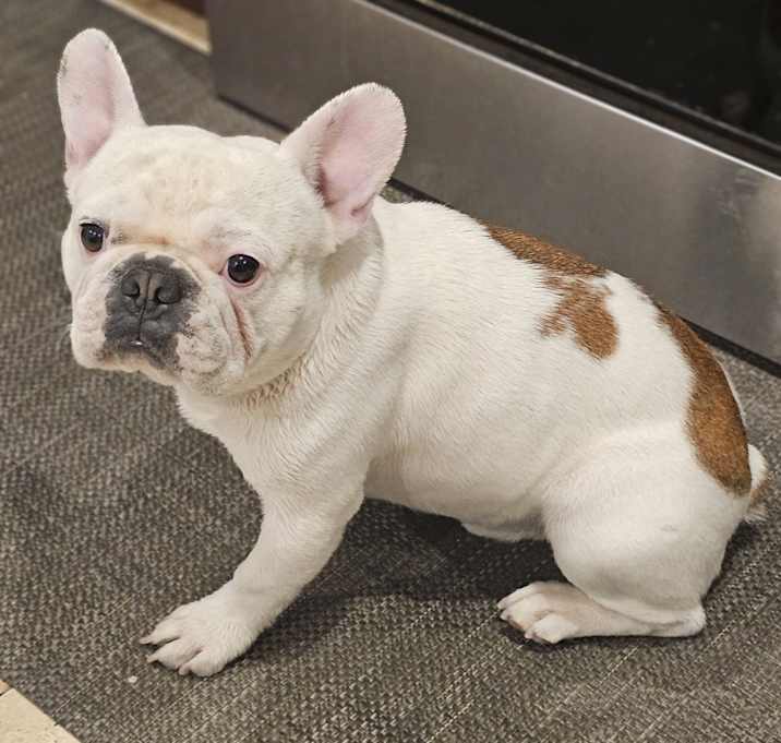 Photo of Chubbs