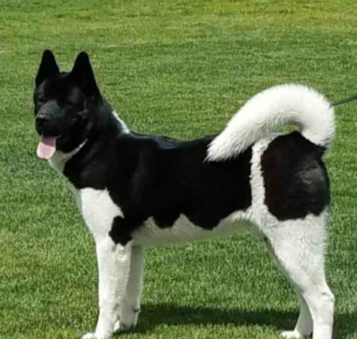 Photo of Kuma