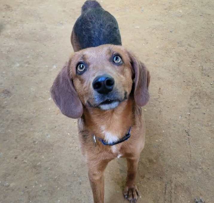 Photo of Romeo